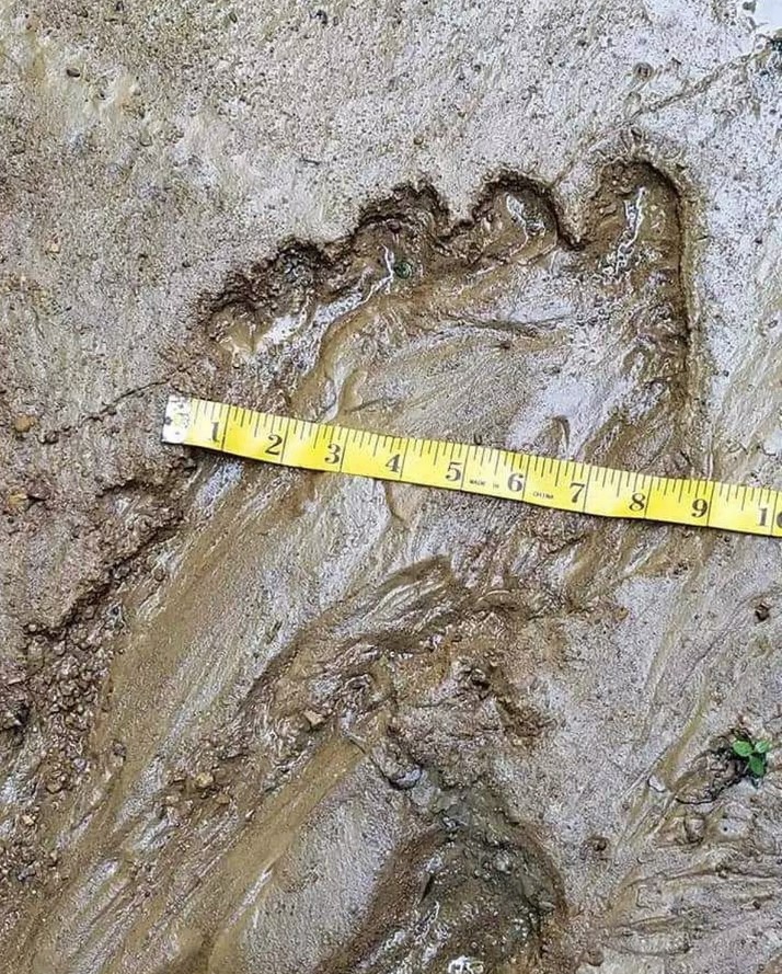 Bigfoot hunter stunned after spotting nine-inch footprint with five stumpy toes of the legendary beast 2