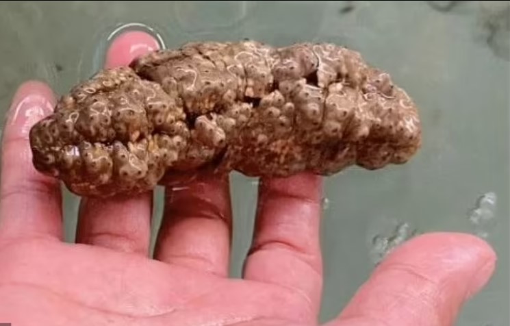 Lumpy sea cucumber that looks like feces may hold the key to fighting cancer 1