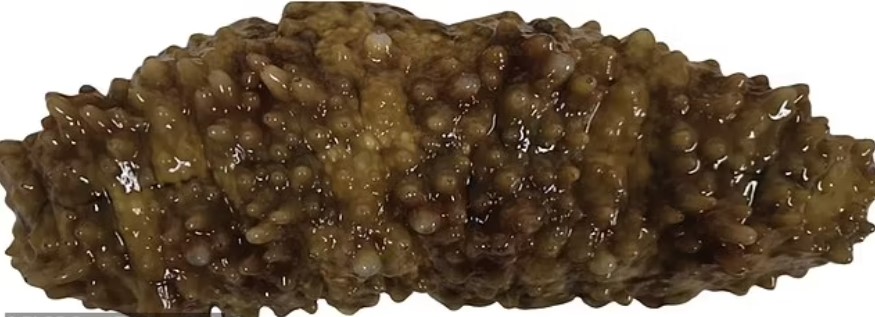 Though it may appear like feces, the sea cucumber Stichopus cf. horns may have some useful chemical qualities. Image Credit: PLOS one