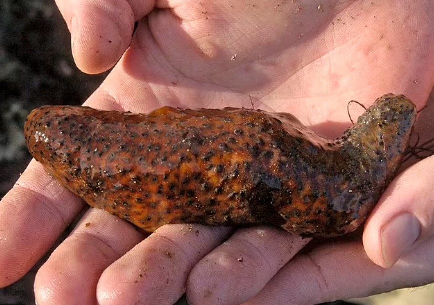 Lumpy sea cucumber that looks like feces may hold the key to fighting cancer 4