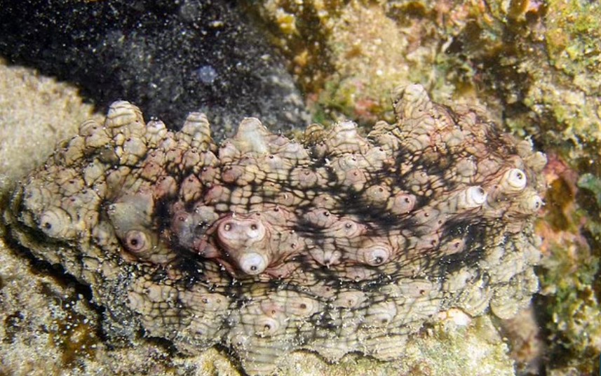 Lumpy sea cucumber that looks like feces may hold the key to fighting cancer 5