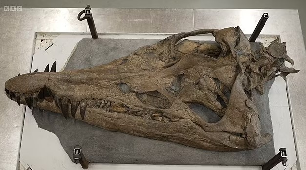 Enormous Pliosaur skull of ancient sea monster discovered on the cliffs of Dorset 3