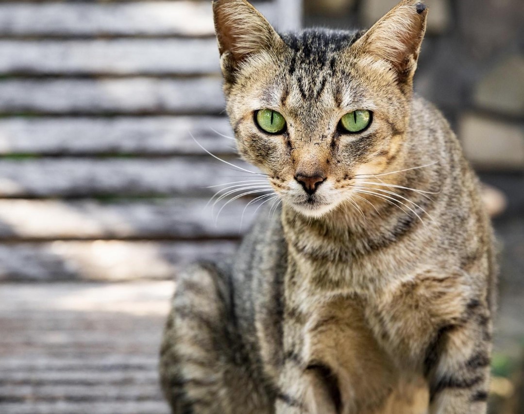 Scientists explain why free-ranging cats are harmful and disrupt many ecosystems 2
