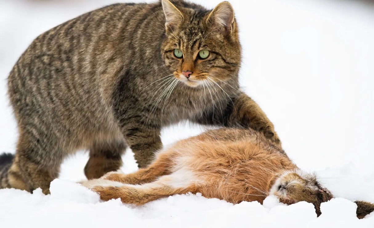 Scientists explain why free-ranging cats are harmful and disrupt many ecosystems 3