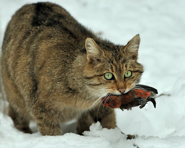 Scientists explain why free-ranging cats are harmful and disrupt many ecosystems 4