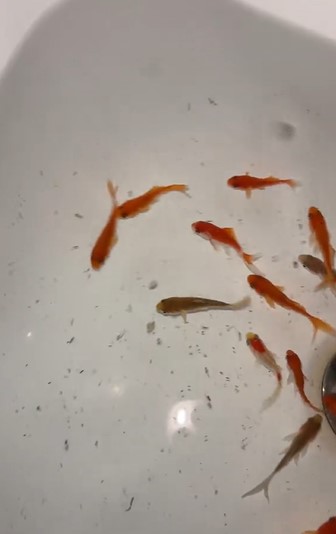 Mother criticized for decorating 'Elf on the Shelf' in the bathroom with real fishes 4