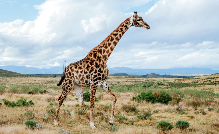 Long necks make giraffes 30 times more likely to be struck by lightning than humans 1