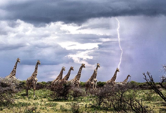 Giraffes' tall stature increases their vulnerability to lightning strikes, as lightning bolts target tall objects. Image Credit: iStock