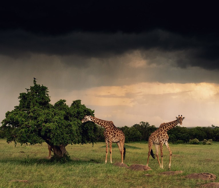 Long necks make giraffes 30 times more likely to be struck by lightning than humans 3