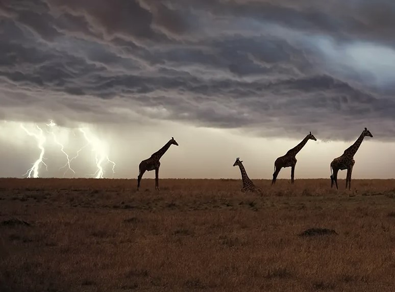Long necks make giraffes 30 times more likely to be struck by lightning than humans 4