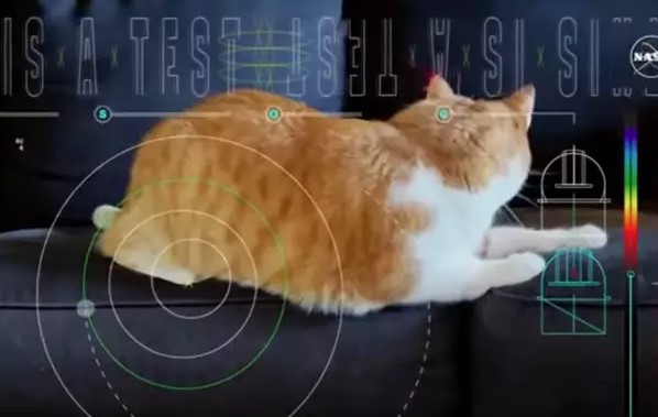 Earth receives unbelievable cat video beamed from space with a distance of 19 million miles away 2