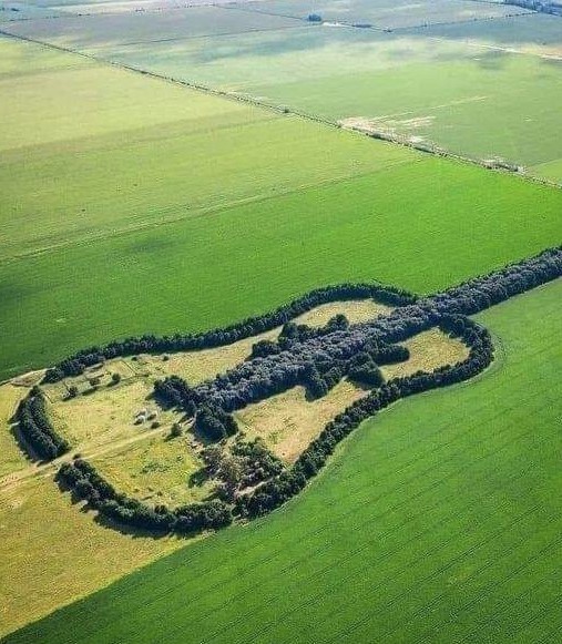 Man creates a guitar-shaped forest to honor his deceased wife 4