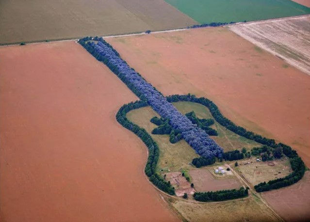 Man creates a guitar-shaped forest to honor his deceased wife 3