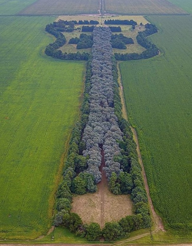 Man creates a guitar-shaped forest to honor his deceased wife 5