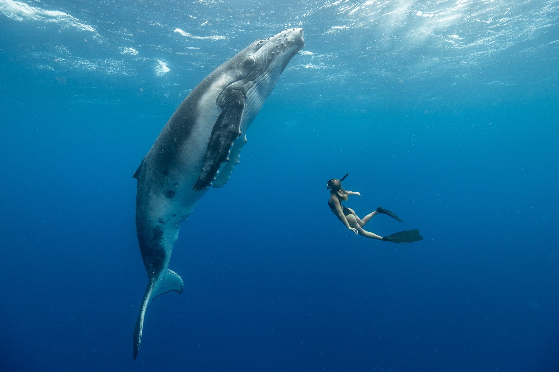 Scientists successfully communicate with Whales, opening the path to Alien contact 1