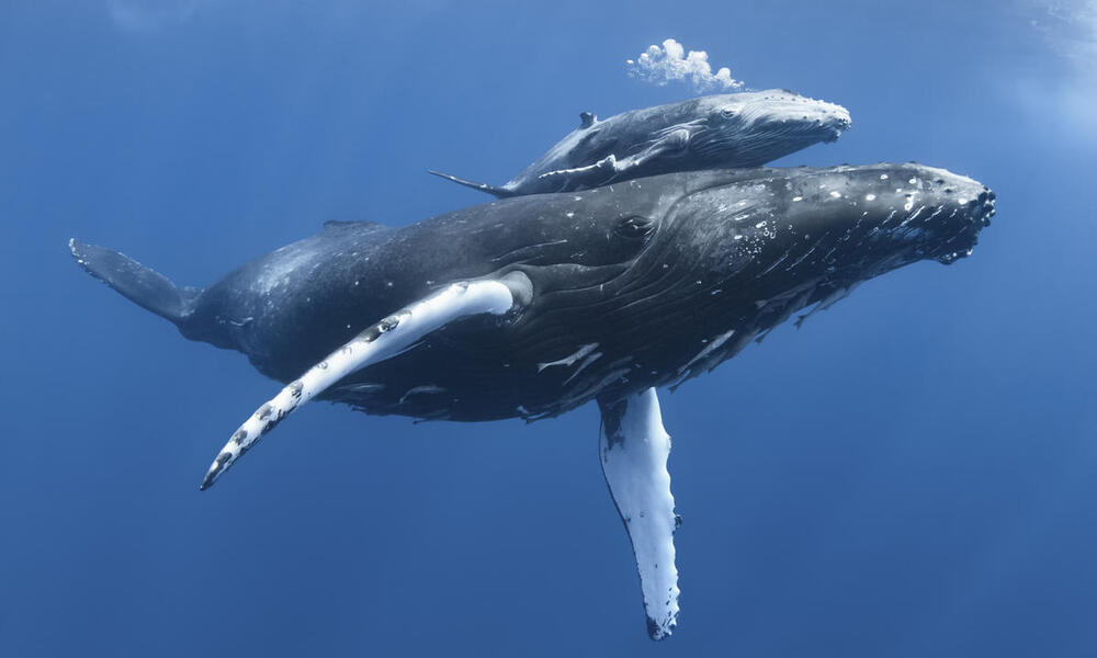 Scientists successfully communicate with Whales, opening the path to Alien contact 2