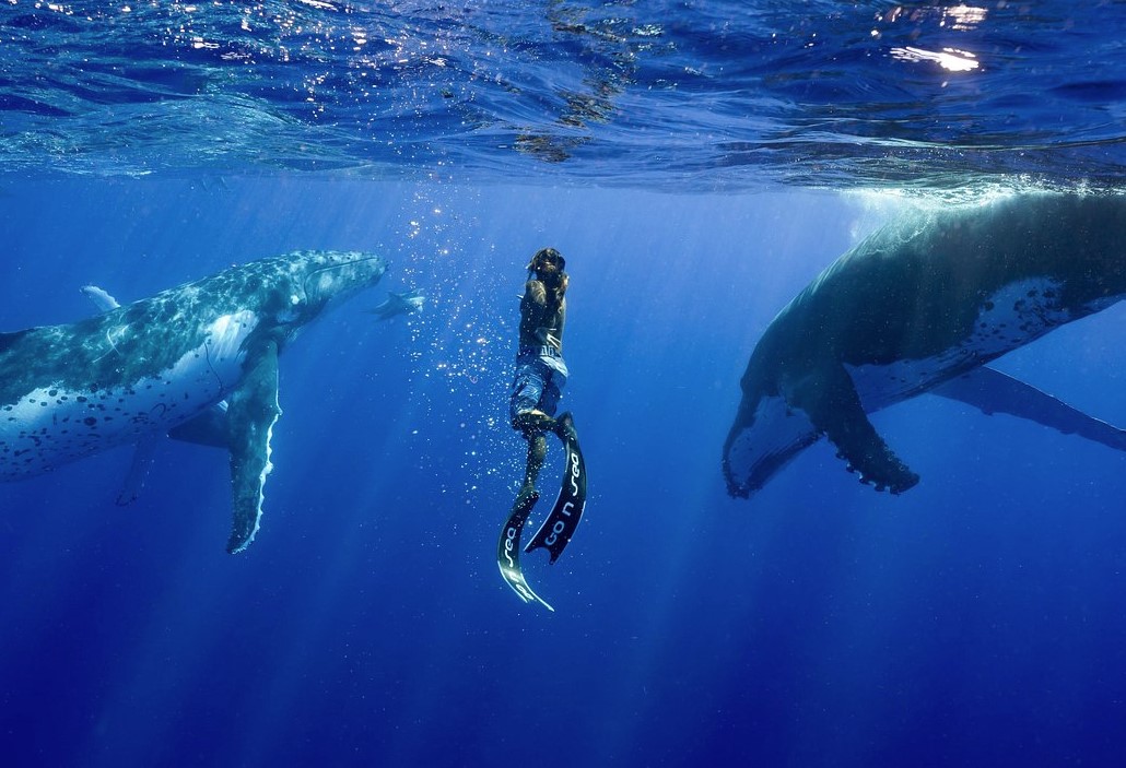Scientists successfully communicate with Whales, opening the path to Alien contact 3