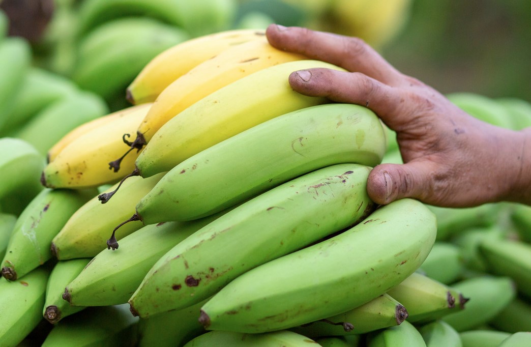 What do you call 'a bunch of bananas'? This is the correct way you SHOULD know 3