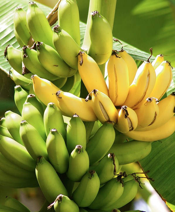 What do you call 'a bunch of bananas'? This is the correct way you SHOULD know 4