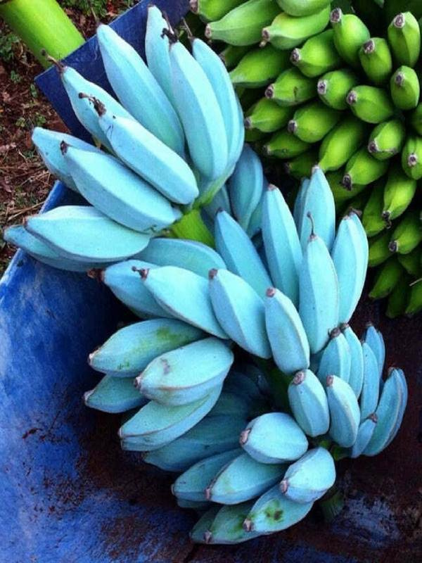 Blue Java Bananas: A tropical treat with vanilla ice cream flavor 1