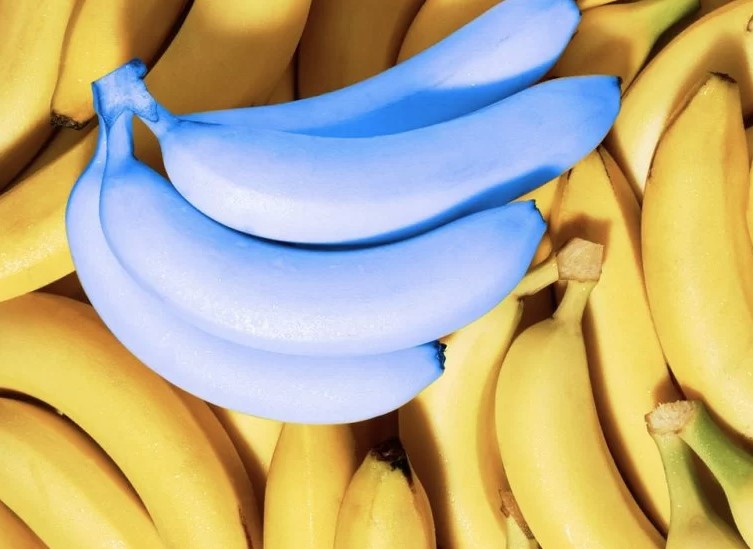 Blue Java Bananas: A tropical treat with vanilla ice cream flavor 5