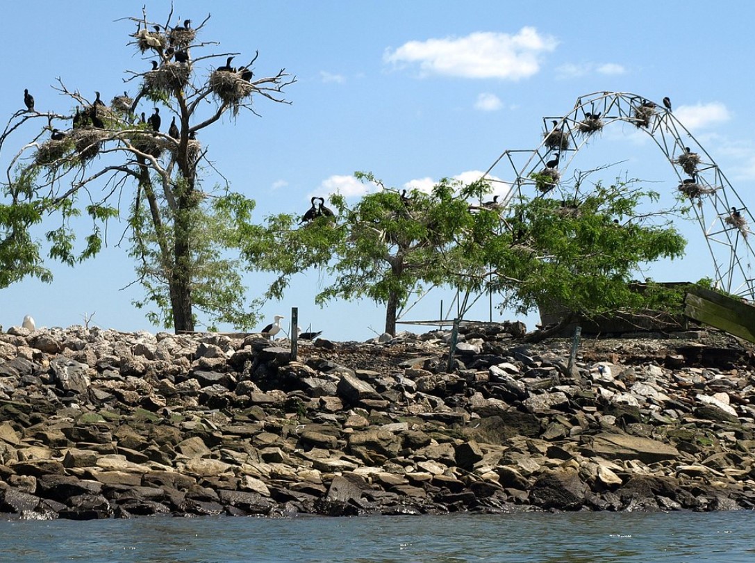 Prohibited island connected to New York City by a tunnel has now become a migratory bird sanctuary 4