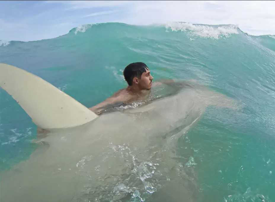 Florida's adventurous fisherman walks 12-foot-long hammerhead shark back to sea 2