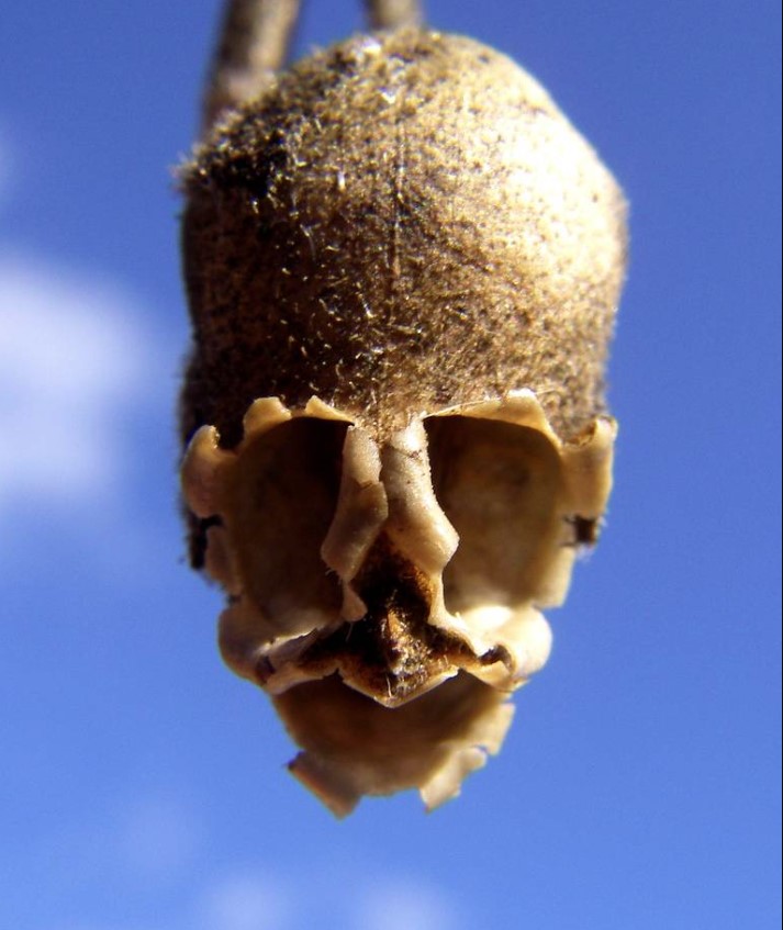 After the flower has wilted, a skull-like appearance will appear. Image Credit: Getty