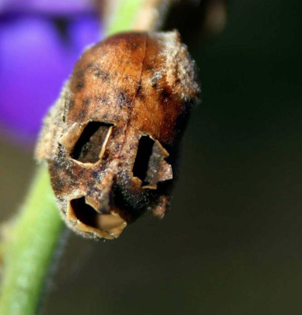 Skull-like flower is said to restore youth to any woman who eats it 3