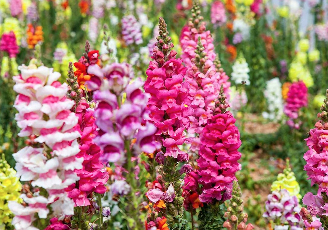 Snapdragon Flowers have an eye-catching look when it is fresh. Image Credit: Getty