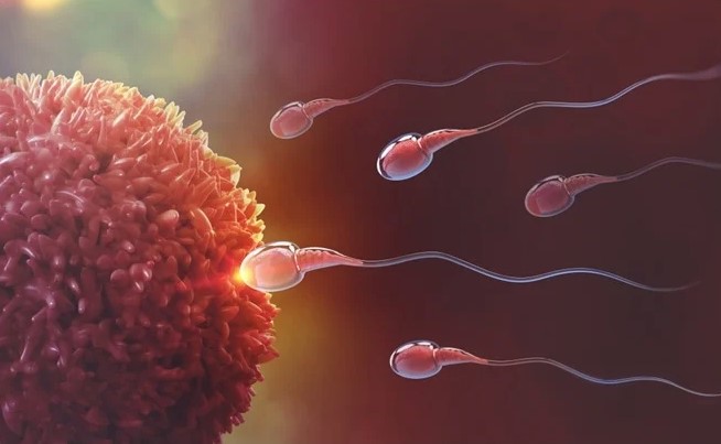 Woman wins court battle to successfully extract sperm from deceased husband to give another child 5