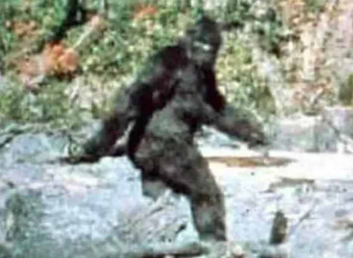 Camera captured Bigfoot peering around tree sparks intense debate over its authenticity 5