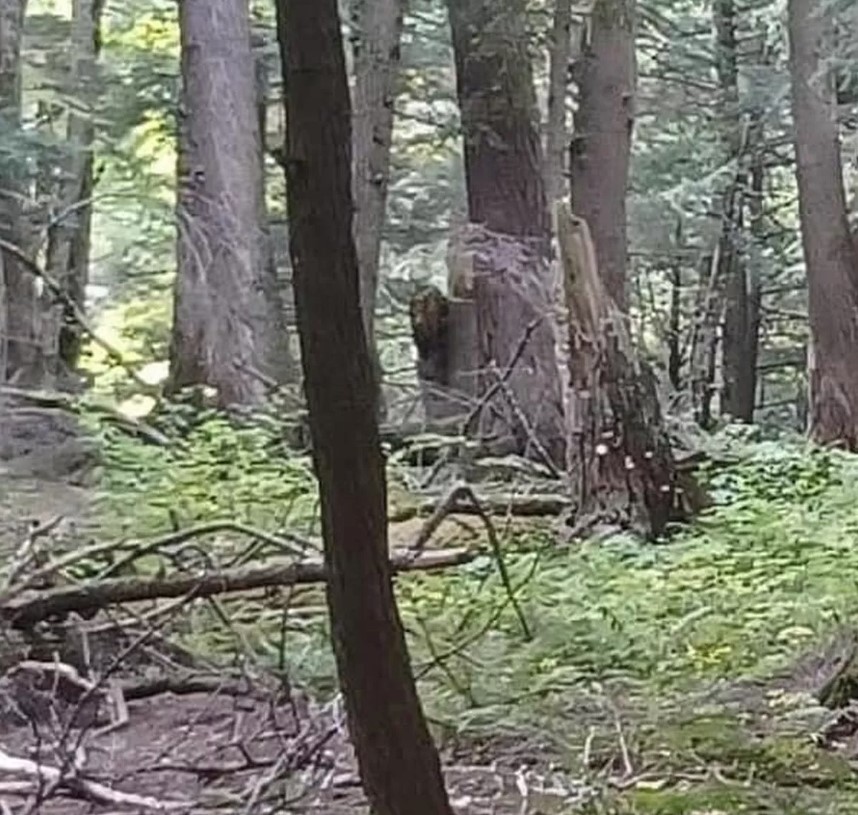 Camera captured Bigfoot peering around tree sparks intense debate over its authenticity 2