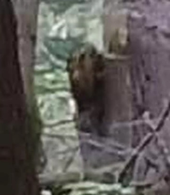 Camera captured Bigfoot peering around tree sparks intense debate over its authenticity 3