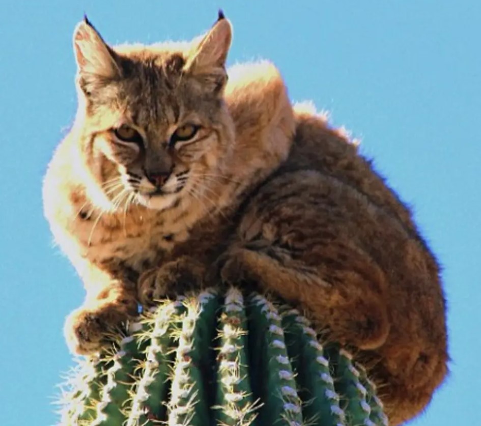 Bobcat climbs on top of 40-foot tall cactus for hiding after being chased by mountain lion 2