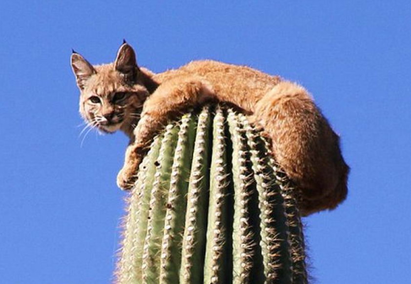 Bobcat climbs on top of 40-foot tall cactus for hiding after being chased by mountain lion 1