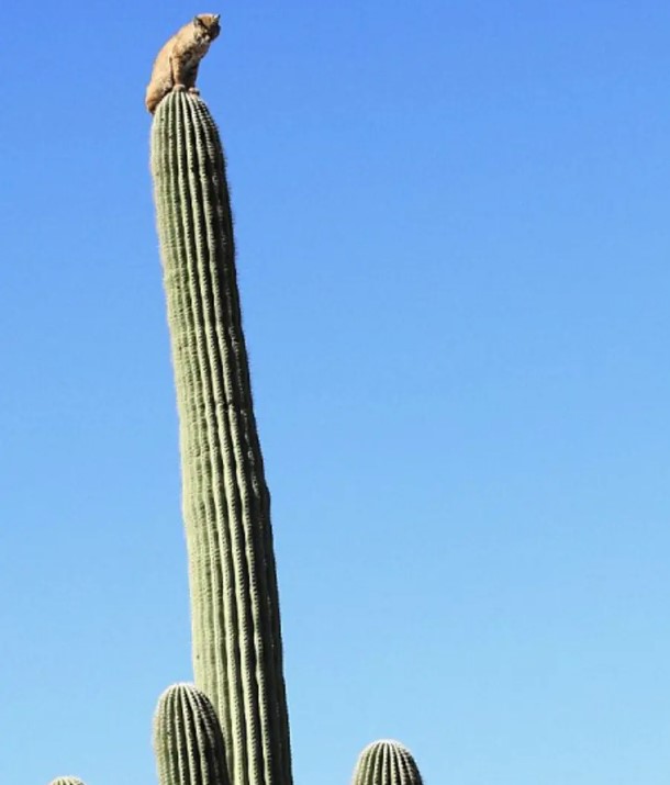 Bobcat climbs on top of 40-foot tall cactus for hiding after being chased by mountain lion 4