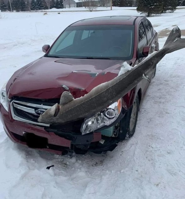 A funny unfortunate situation when someone's car was suddenly attacked by a giant fish on the GROUND