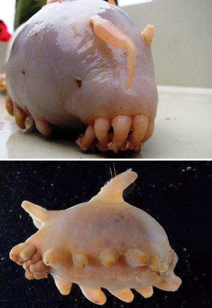 20 strangest animals on Earth can make you surprised by its appearance 17