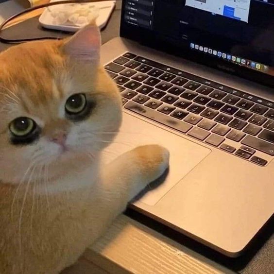 Top 20 most hilarious 'Cat Memes' help you get through hard times 16
