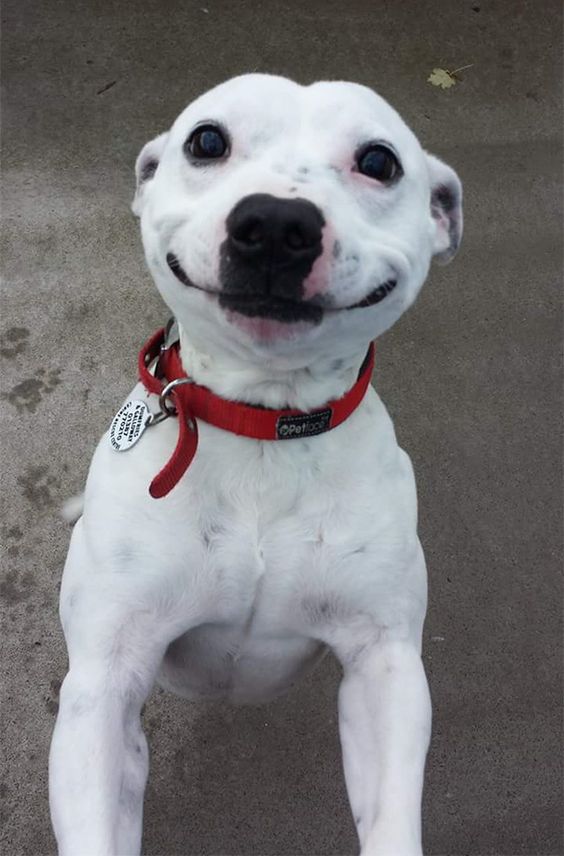 10+ smiling animals to make your day 2