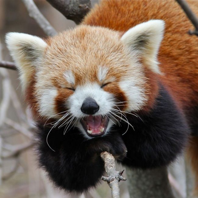 10+ smiling animals to make your day 8