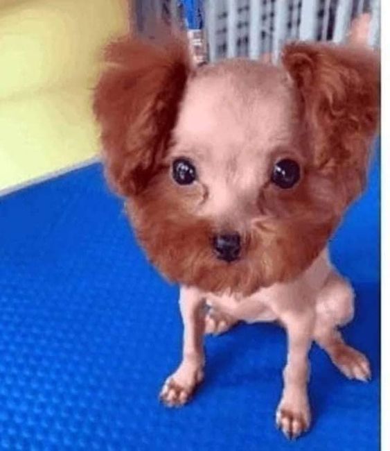 15+ funny pet haircut mistakes that went so bad 5
