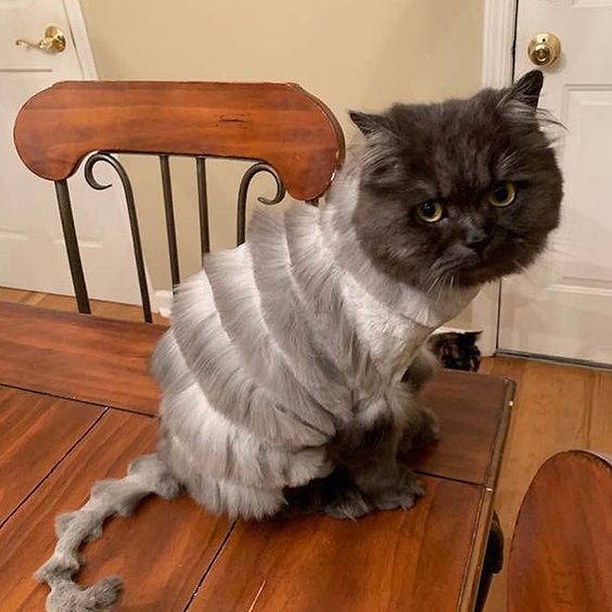 15+ funny pet haircut mistakes that went so bad 6