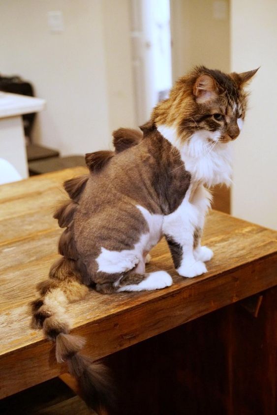 15+ funny pet haircut mistakes that went so bad 4
