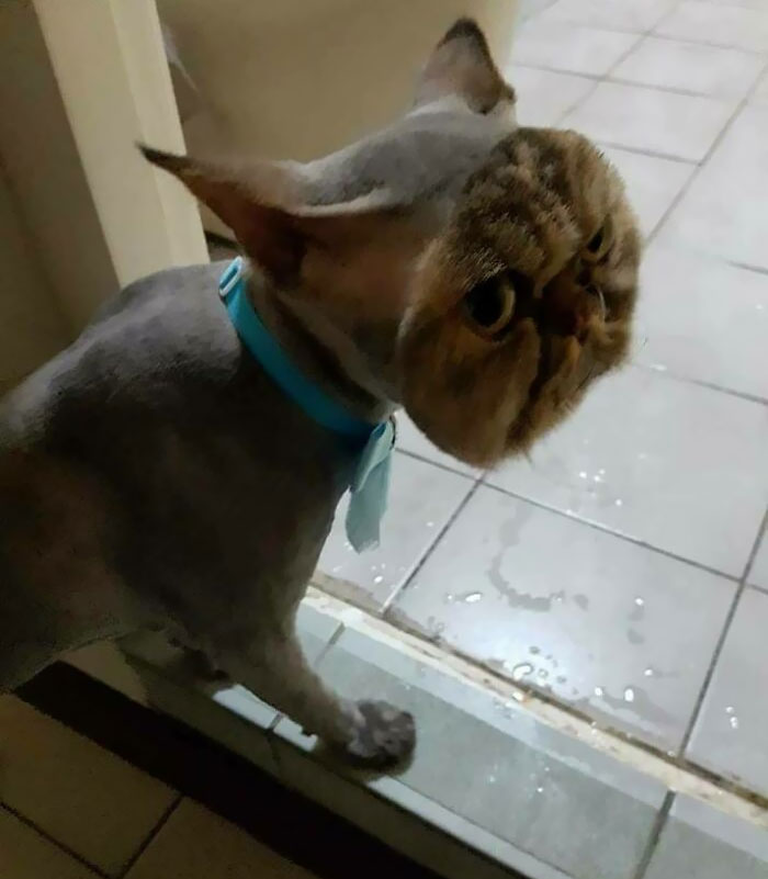 15+ funny pet haircut mistakes that went so bad 2