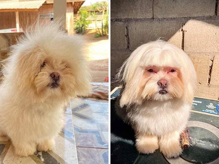 15+ funny pet haircut mistakes that went so bad 12
