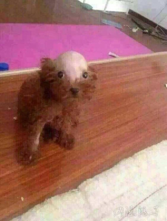 15+ funny pet haircut mistakes that went so bad 10