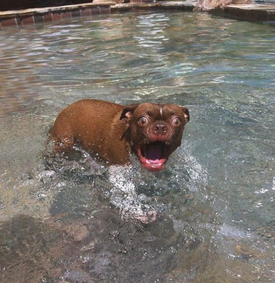 10+ funny moments of pets' surprised expressions make you laugh out loud 3