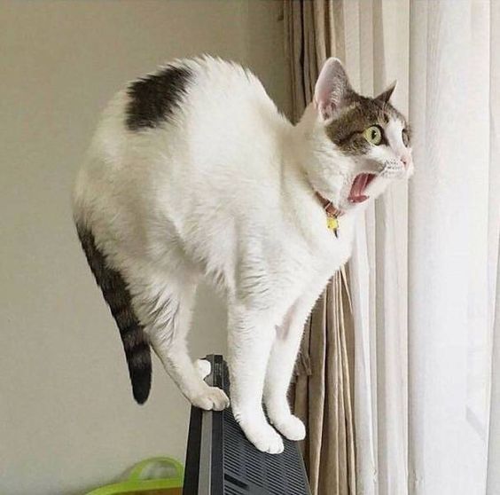 10+ funny moments of pets' surprised expressions make you laugh out loud 6